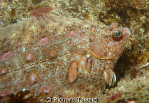 Flatfish taken at St Abbs Scotland, with Canon A570is and... by Richard Toward 